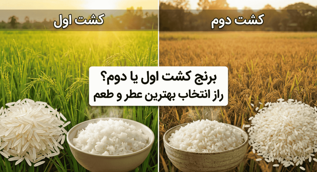 برنج کشت دوم یا برنج کشت اول